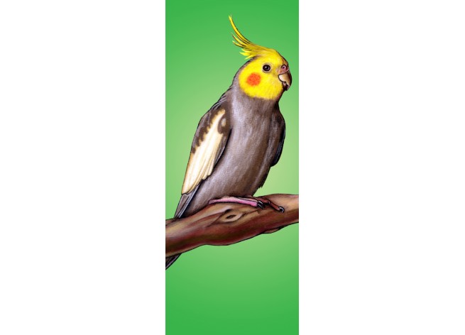 Наклейка на дверь Попугай сидящий на ветке дерева